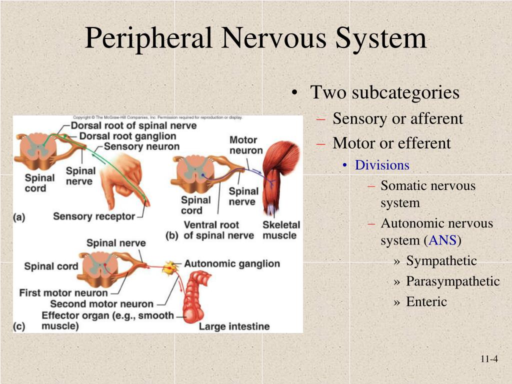 PPT - Functional Organization of Nervous Tissue PowerPoint Presentation