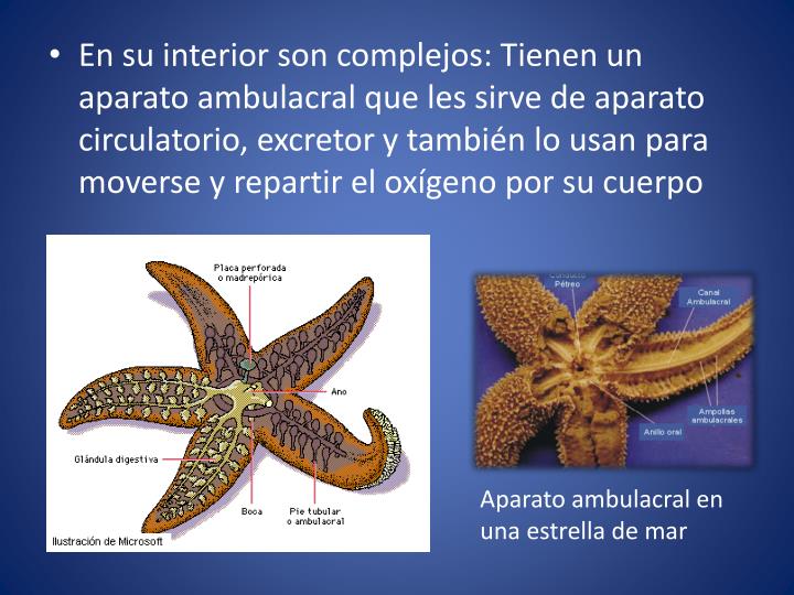 PPT - INVERTEBRADOS (IV) PowerPoint Presentation - ID:2052874