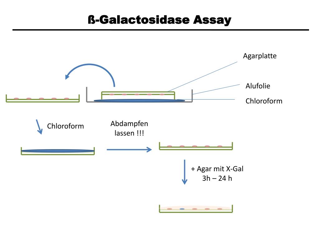 ppt-protein-interaktionsanalysen-mittels-yeast-two-hybrid-assay