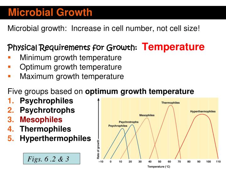 microbial growth