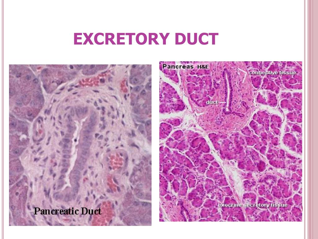 PPT SALIVARY GLANDS AND PANCREAS PowerPoint Presentation, free download ID2054575