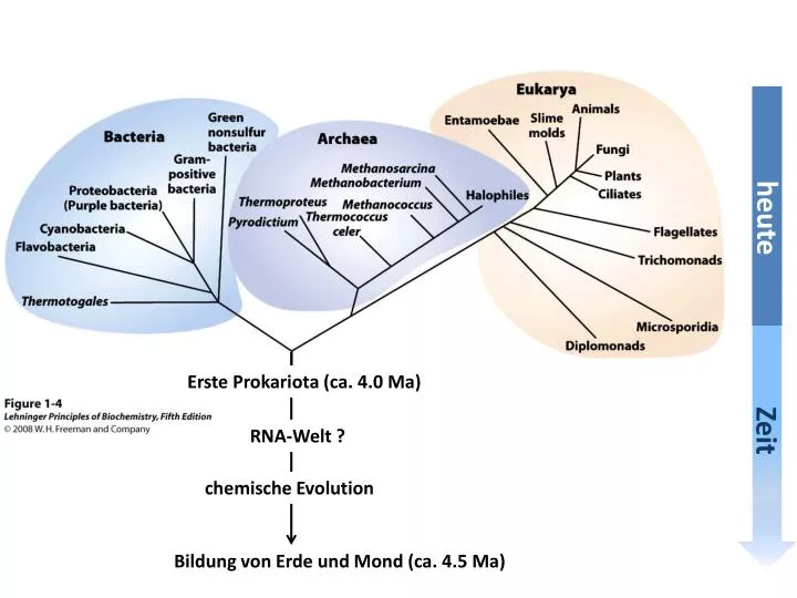 PPT - chemische Evolution PowerPoint Presentation, free download - ID ...