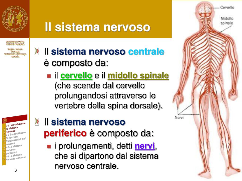 PPT - Corso 3 – Introduzione alle Neuroscienze: Fondamenti anatomo