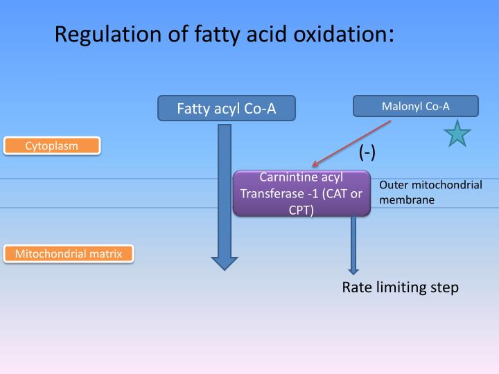 PPT - Oxidation of fatty acids and K etogenesis PowerPoint Presentation