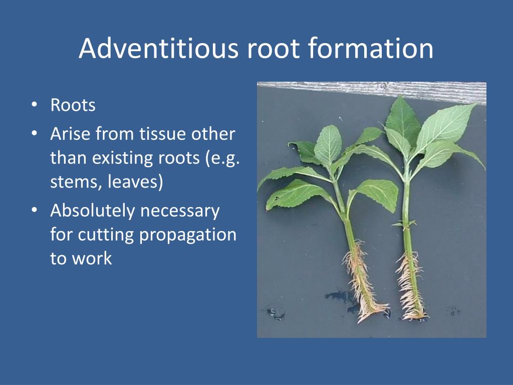 I root com. Root formation. Adventitious root Systems. Presentation roots. Как переводится root.
