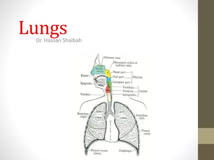 lungs n.