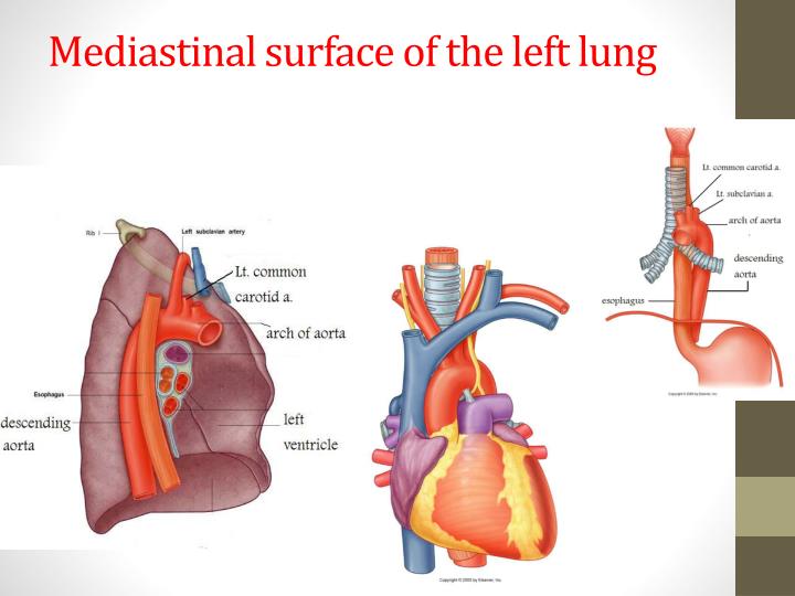 PPT - Lungs PowerPoint Presentation - ID:2055503