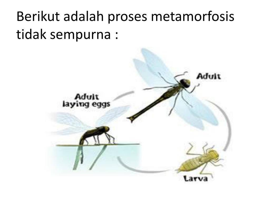 PPT METAMORFOSIS  Serangga dan Amphibi PowerPoint 