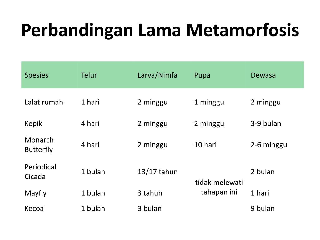 PPT METAMORFOSIS Serangga dan Amphibi PowerPoint 