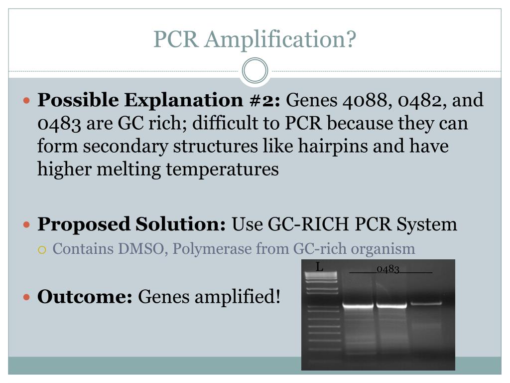 PPT Presented by Lauren Shin Mentor DR. Luiz Bermudez Microbiology