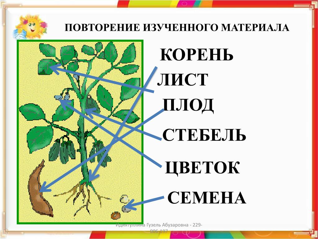 Корень лист стебель у растения это. Корень стебель лист плоды. Листы и корни. Стебель и корень. Корень стебель плод.