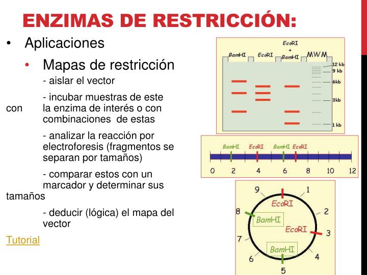 PPT - Enzimas de Restricción PowerPoint Presentation - ID:2055928