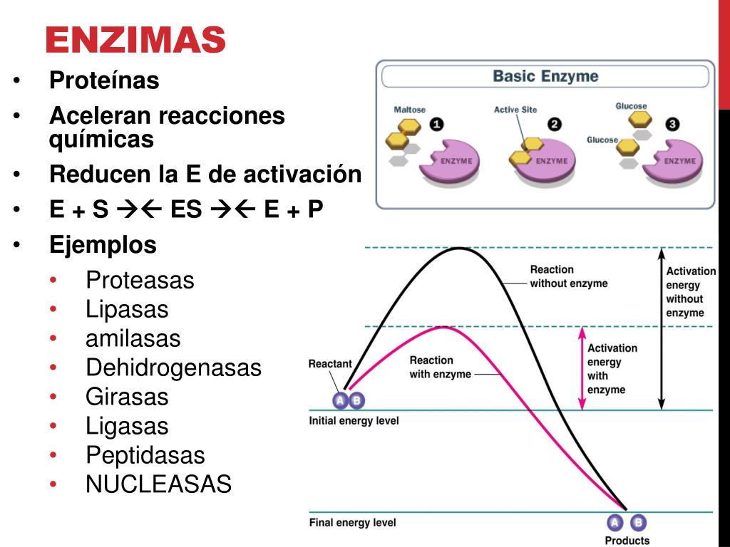 Concepto De Enzimas Hot Sex Picture