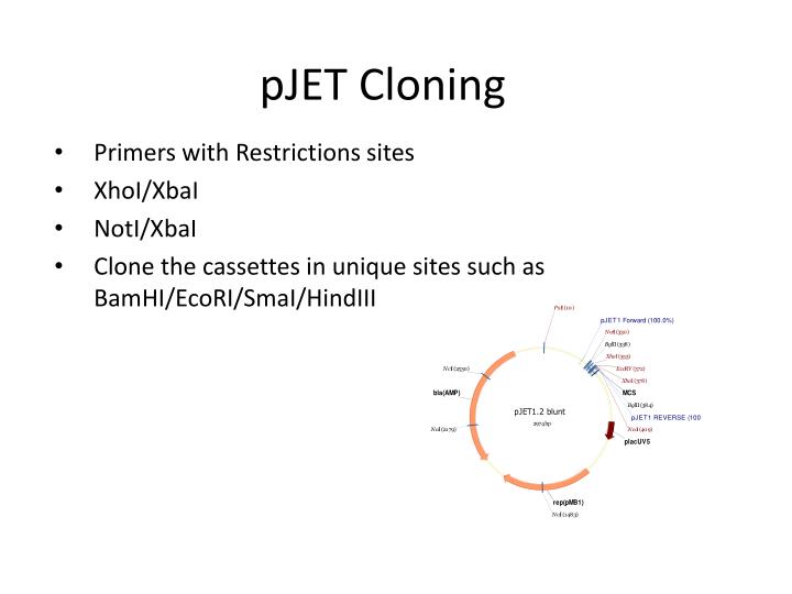 serial cloner tutorial pcr serial cloner tutorial pcr