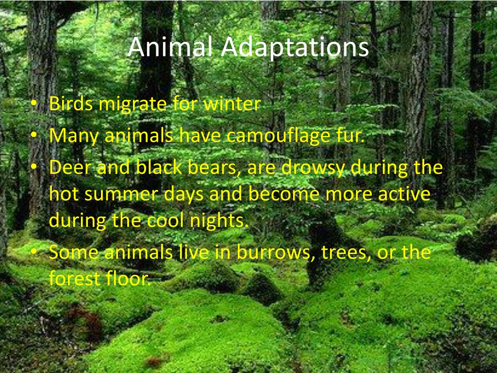 PPT - Temperate Rainforest PowerPoint Presentation, free download -  ID:2057313