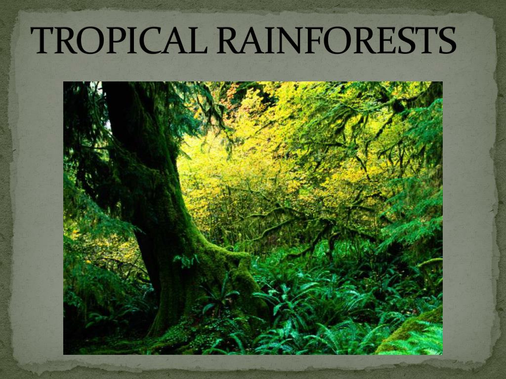 Ppt Tropical Rainforests Powerpoint Presentation Free Download Id2057349 6659