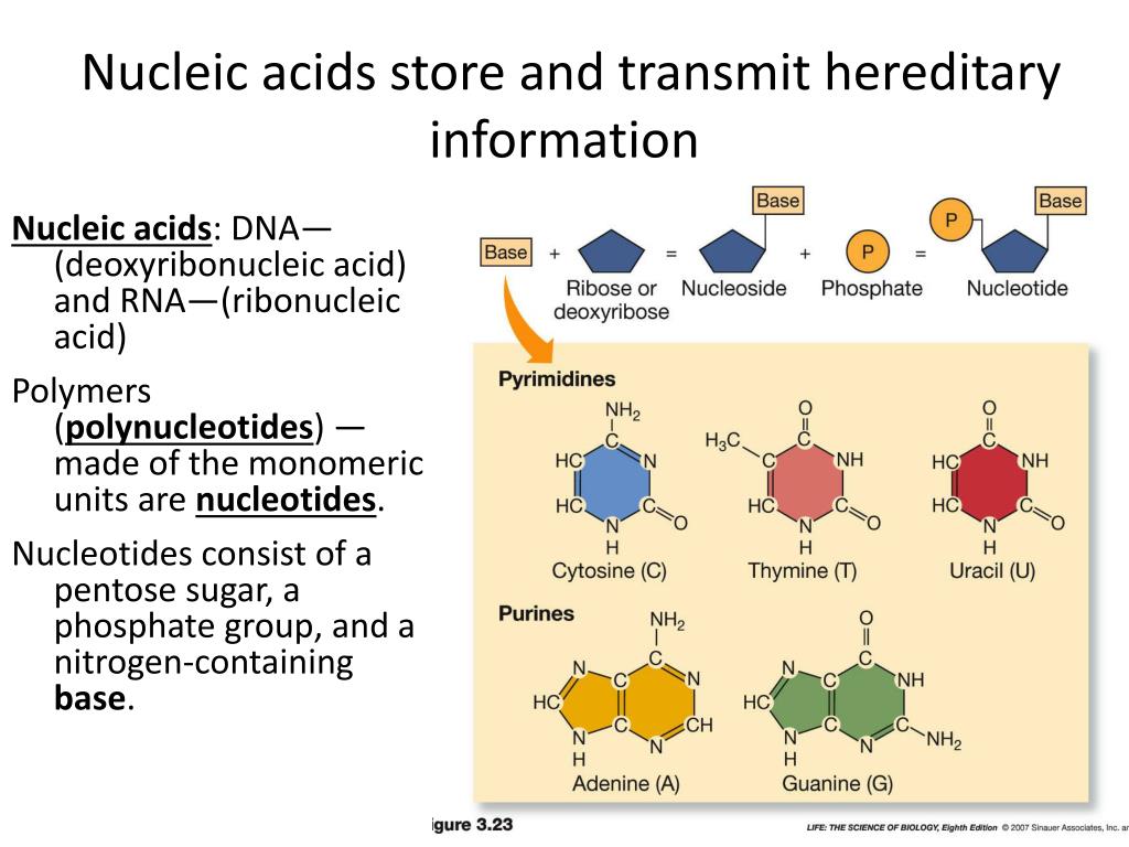 PPT Carbohydrates PowerPoint Presentation, free download ID2057810
