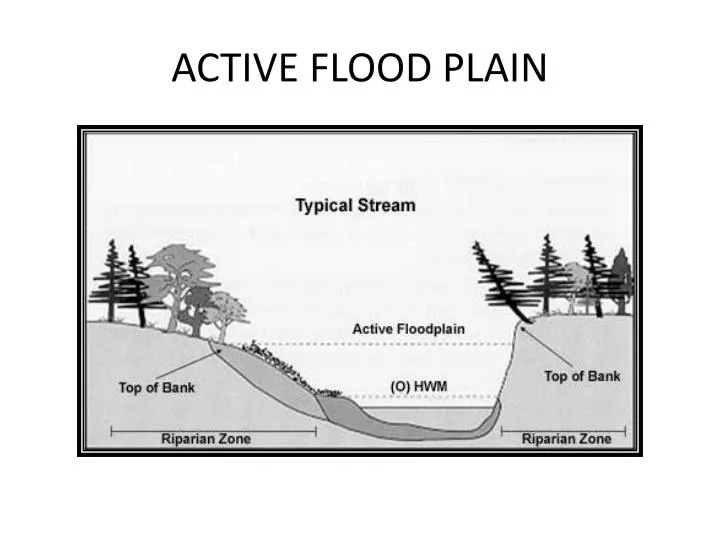 active flood plain n.