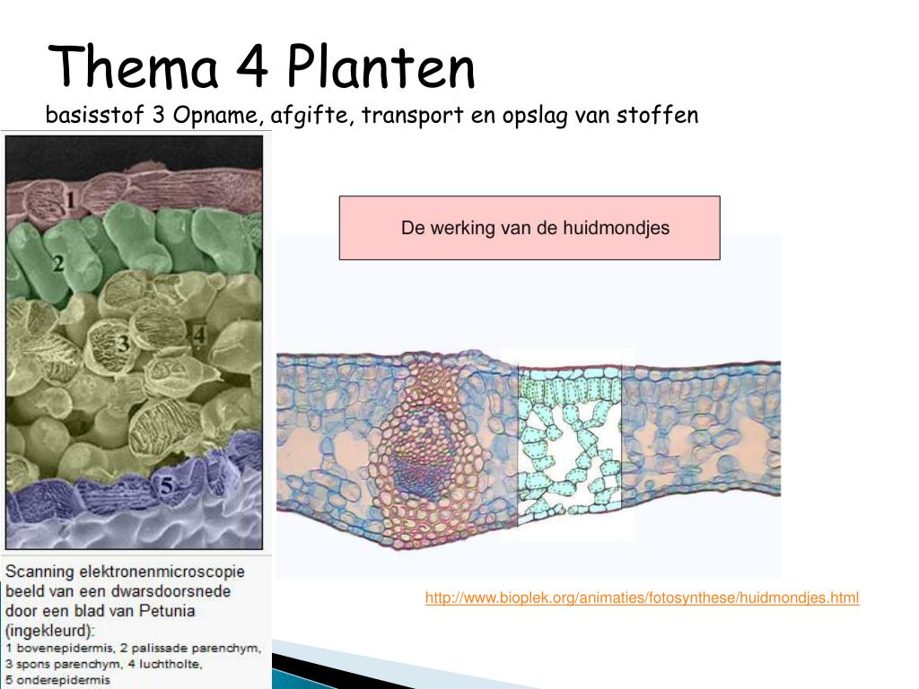 PPT - Thema 4 Planten basisstof 1 Geslachtelijke voortplanting PowerPoint  Presentation - ID:2058356, image size:1024x768