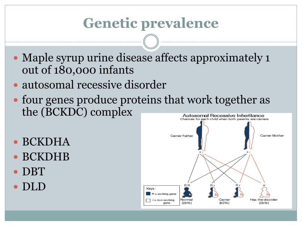 maple syrup urine disease punnett square maple syrup urine disease punnett square