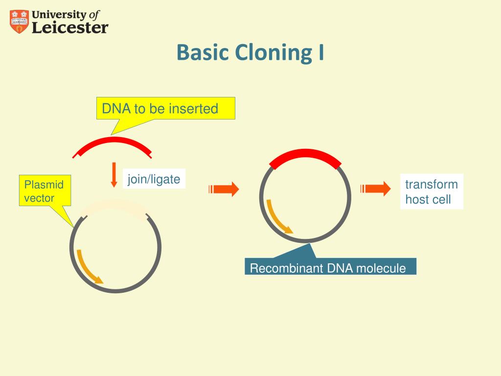 ligation independent cloning serial cloner