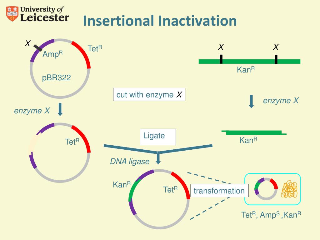 ppt-transformation-and-antibiotic-resistance-powerpoint-presentation