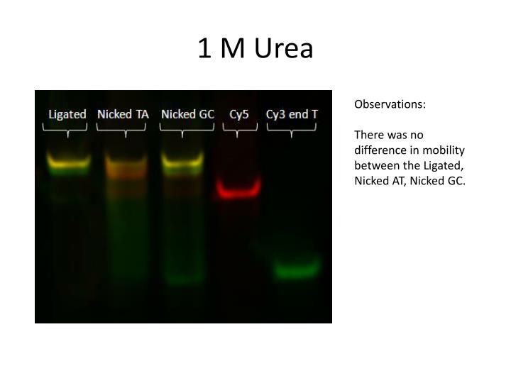 PPT Denaturing Urea Polyacrylamide Gel Electrophoresis PowerPoint