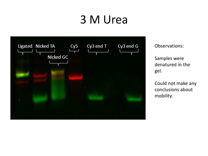 PPT Denaturing Urea Polyacrylamide Gel Electrophoresis PowerPoint