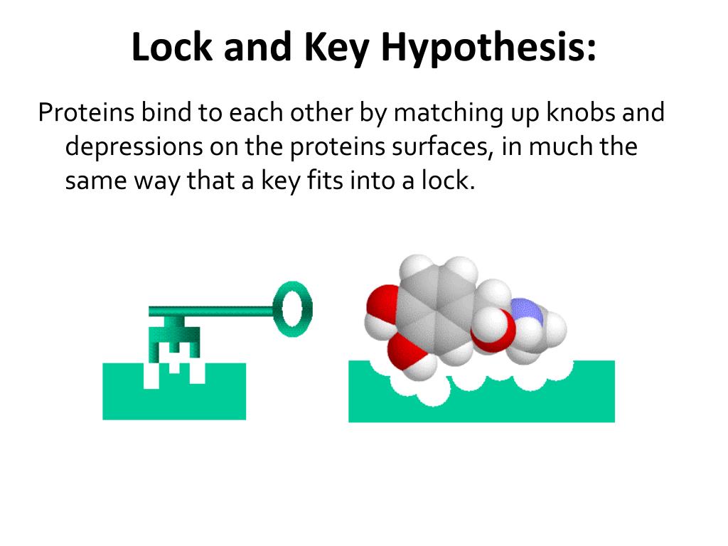 define lock and key hypothesis