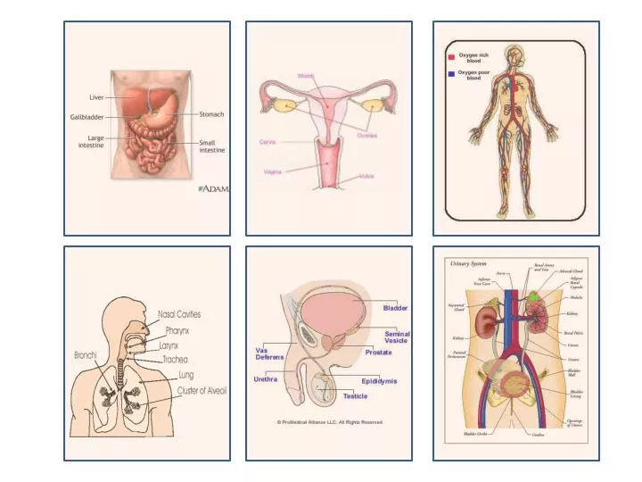 Ppt universal codon chart powerpoint presentation free download id