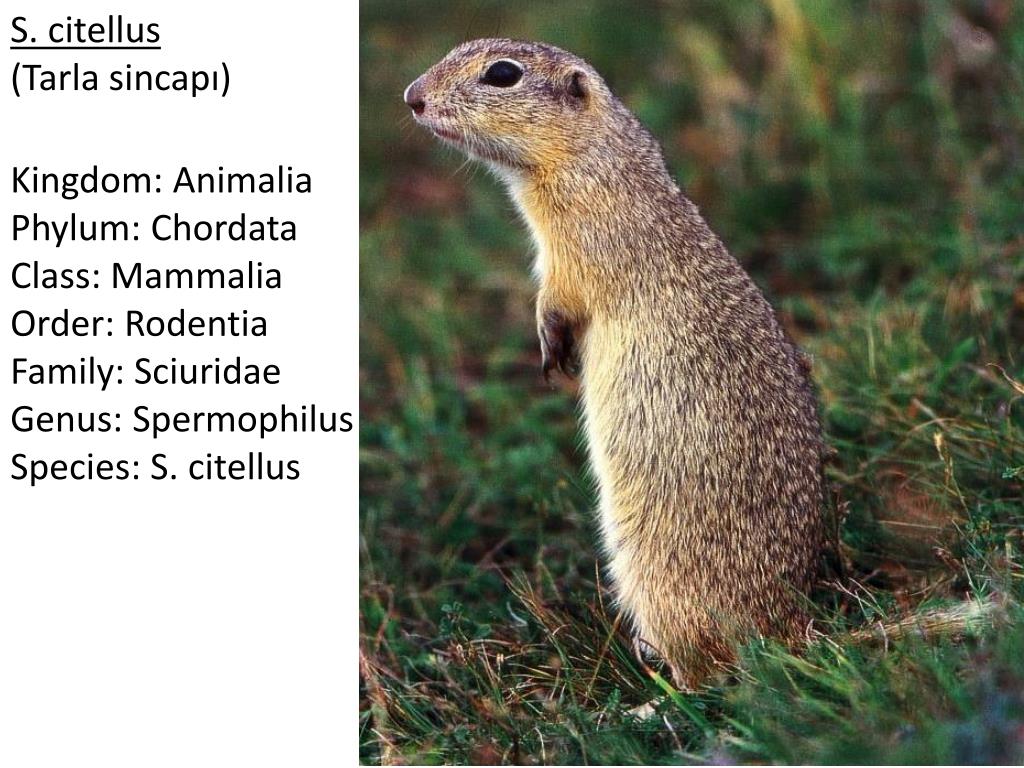 Суслик доклад. Citellus citellus. Spermophilus citellus. Большой суслик (Spermophilus Major). Реликтовый суслик.