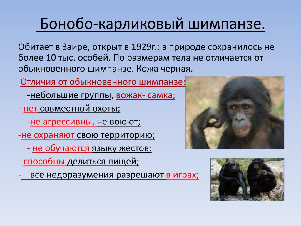 Шимпанзе прилагательное по смыслу. Шимпанзе бонобо. Классификация шимпанзе карликовый. Шимпанзе и бонобо различия. Бонобо и шимпанзе сравнение.