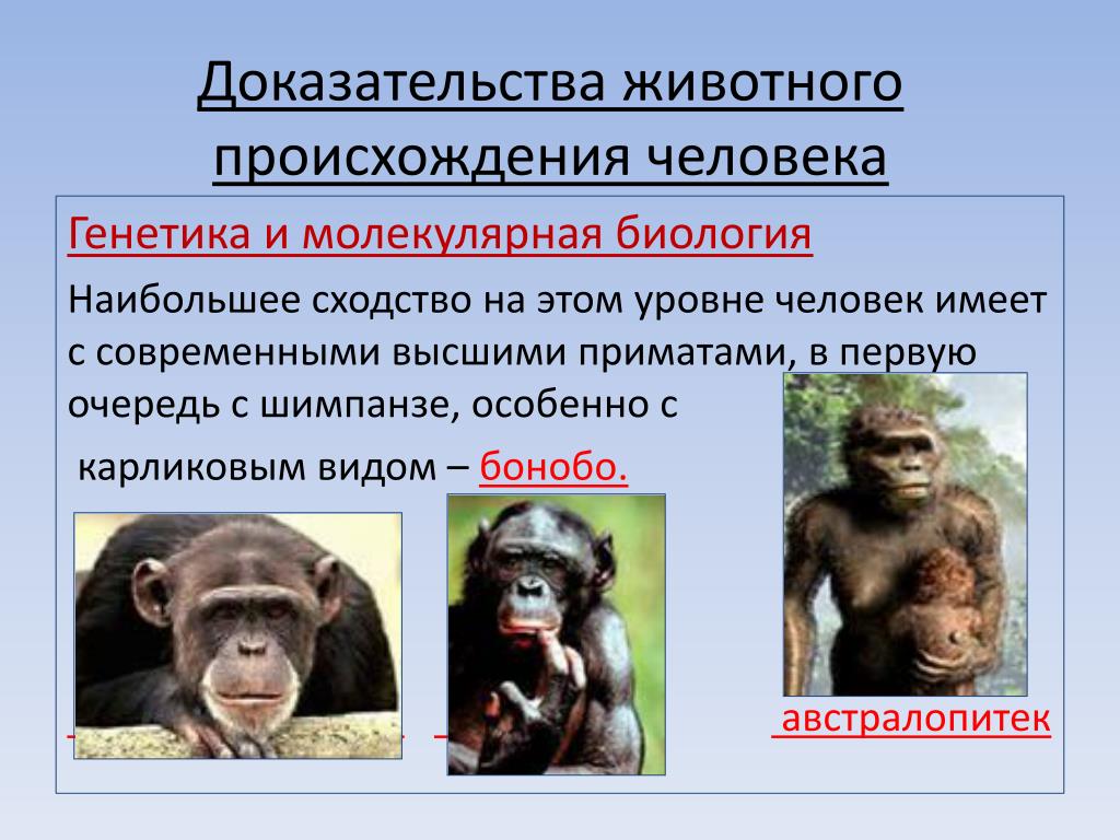 Различие между человеком и человекообразной обезьяной
