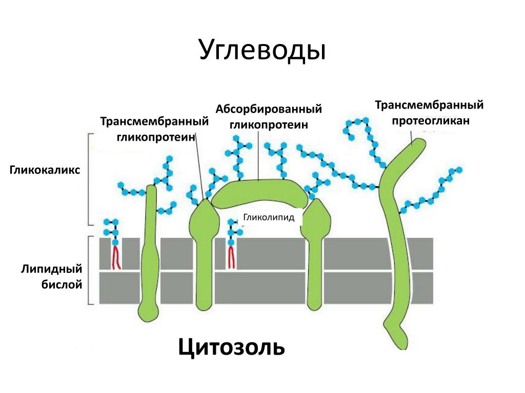 Гликокаликс функции