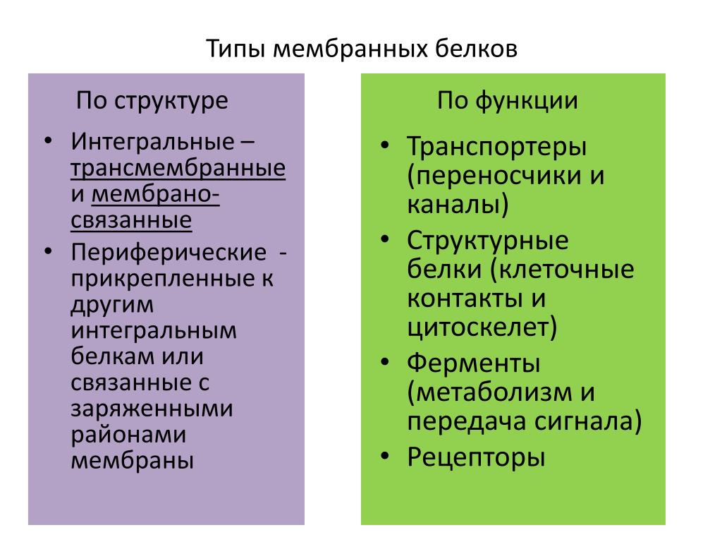 Какую функцию выполняют белки мембран