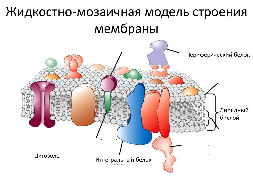 Модель мембраны клетки