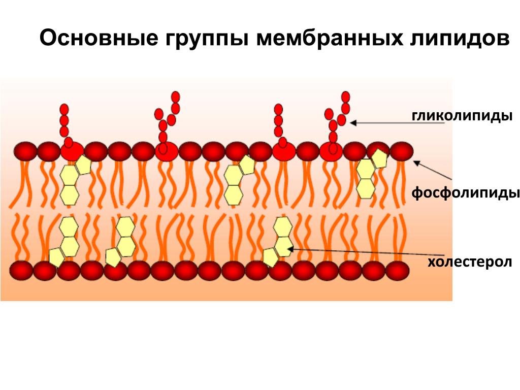 Синтез липидов мембраны. Гликолипиды мембран строение. Гликолипид в клеточной мембране. Гликолипиды в мембране клетки. Липиды в мембране клетки.