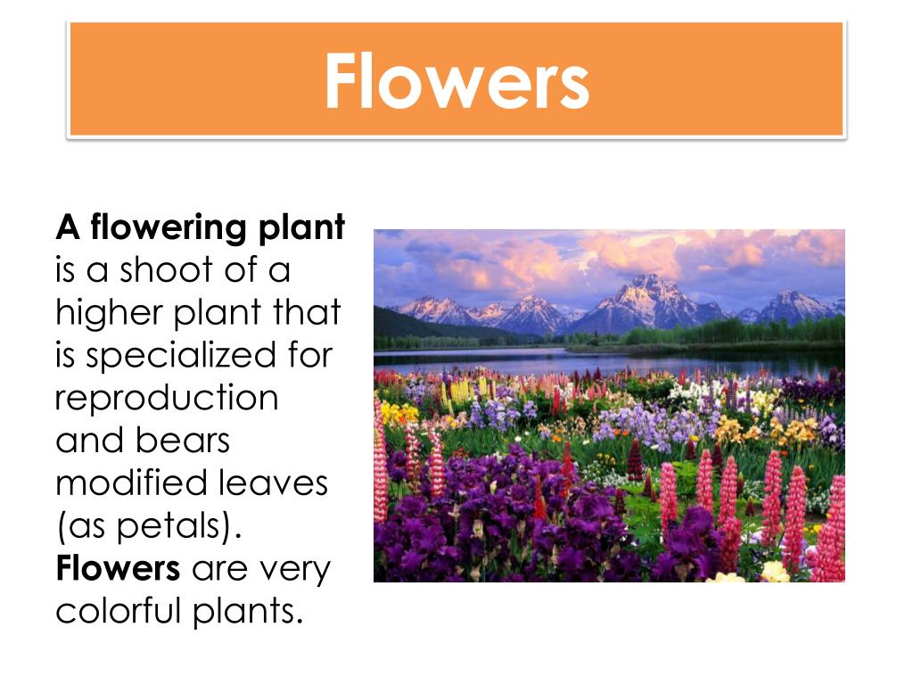 types of plants presentation