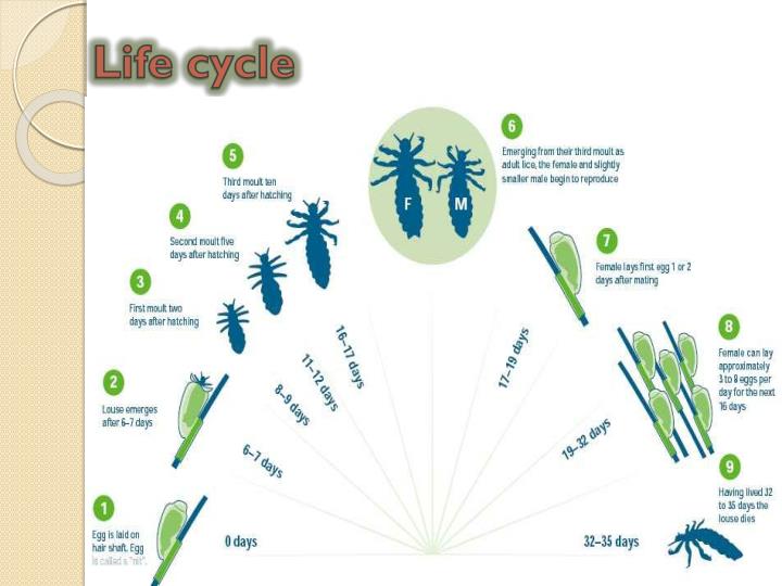 PPT - Lice PowerPoint Presentation - ID:2061608