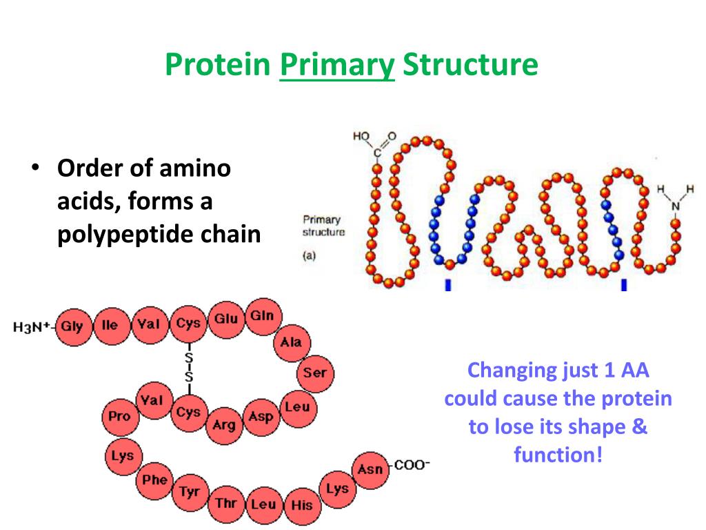 download primary structure of protein download primary structure of protein
