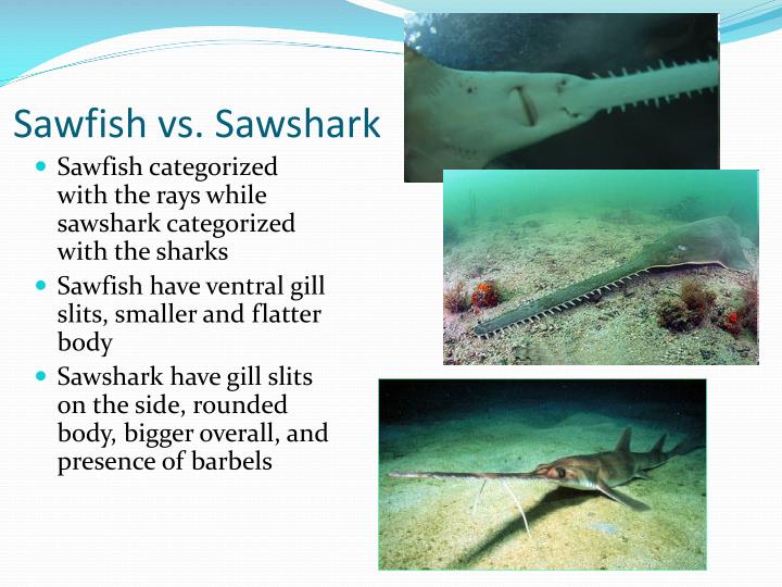 PPT Class Chondrichthyes PowerPoint Presentation ID2062274