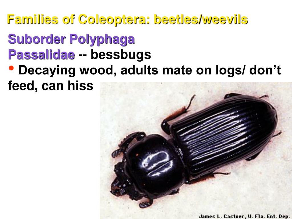 PPT - Families of Coleoptera : beetles/weevils PowerPoint Presentation ...