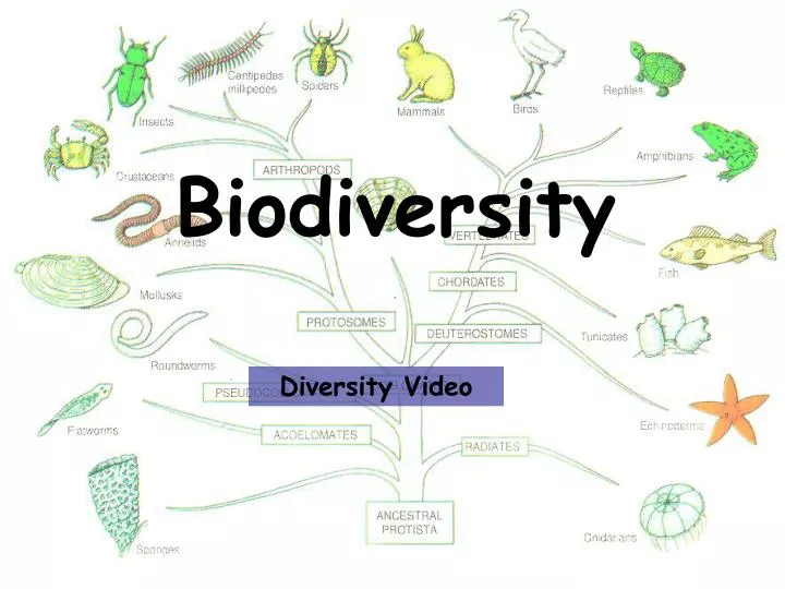 biodiversity presentation template
