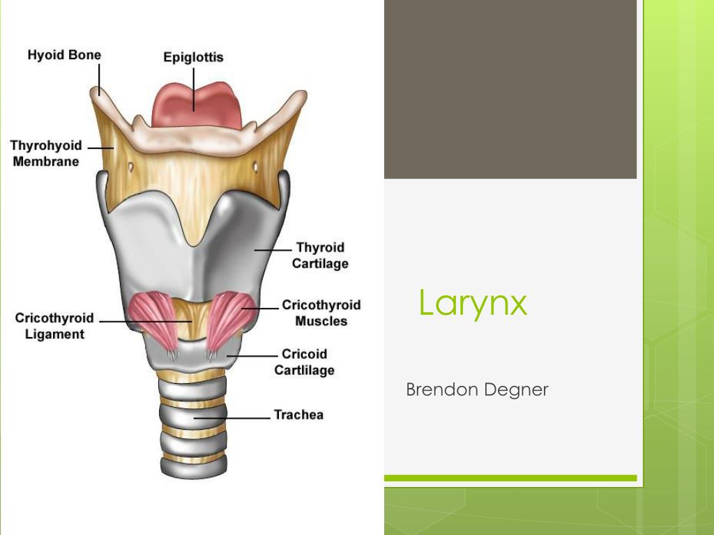 larynx hyoid bone anatomy