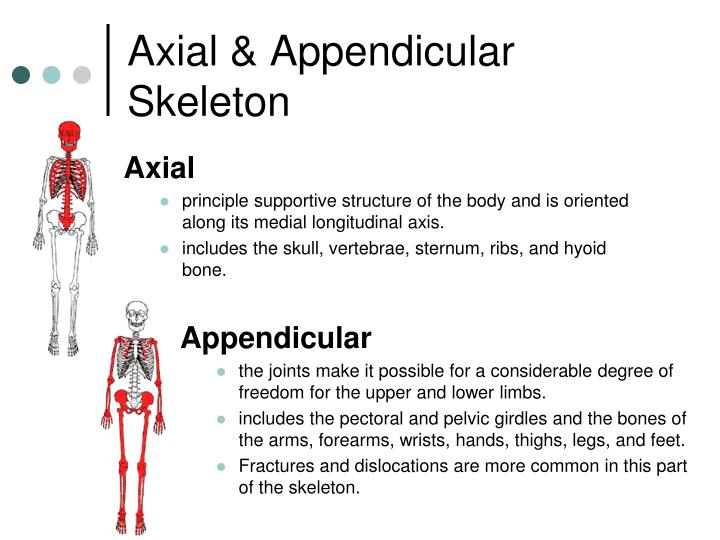 Axial And Appendicular Skeleton Functions