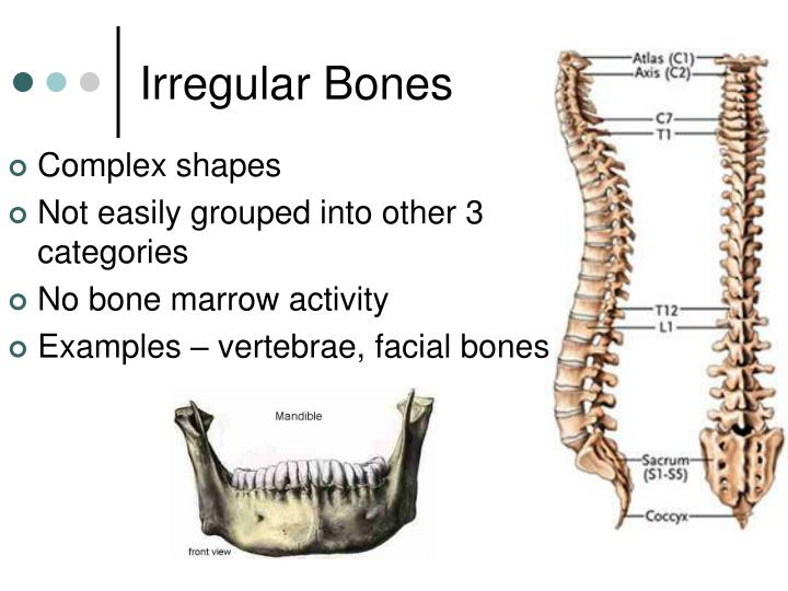 PPT The Skeletal System PowerPoint Presentation ID2062912