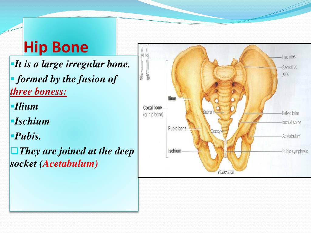 PPT - PELVIS & SACRUM PowerPoint Presentation, free download - ID:2063088