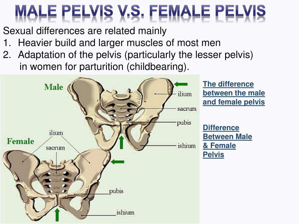 What Are The Main Differences Between A Male And Female Pelvis At Linda 
