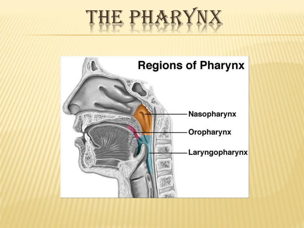 PPT - THE pharynx PowerPoint Presentation, free download - ID:2063211