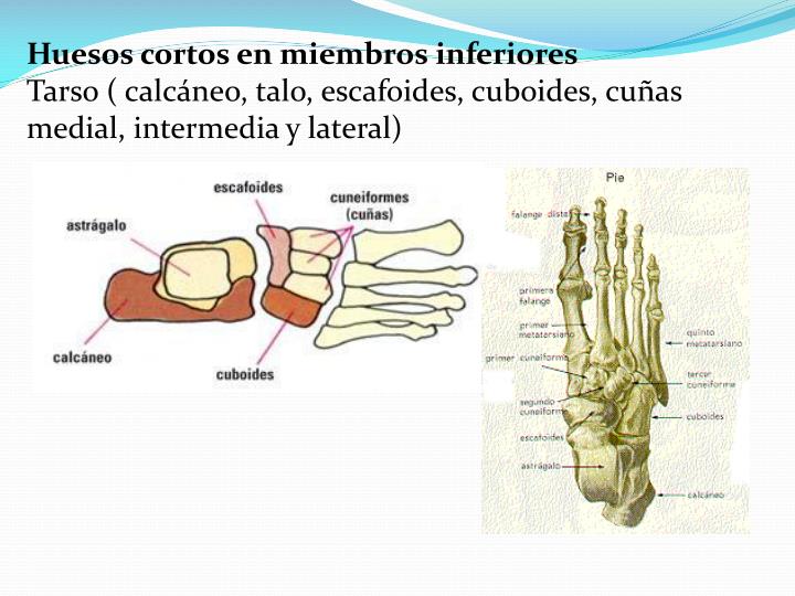 PPT - Anatomía macroscópica y clasificación de los huesos PowerPoint ...